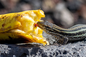 La Palma wall lizards (gallotia galloti palmae) eating discarded banana on volcanic rock. The male lizard has light blue coloring under neck. La Palma Island, Canaries, Spain