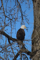 bald eagle in tree
