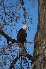 eagle in tree