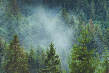 Mysterious foggy coniferous forest