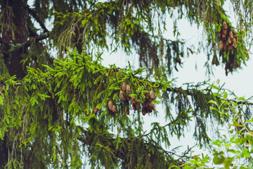 Fototapeta premium Coniferous trees in a rainy foggy forest