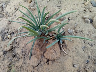 Onion growing in desert