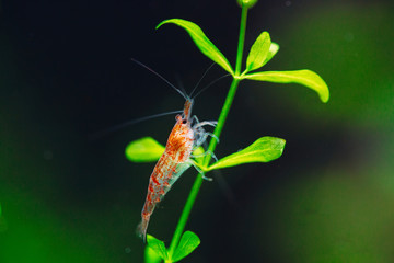 Big fire red or cherry dwarf shrimp with green background in fresh water aquarium tank.