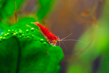 Big fire red or cherry dwarf shrimp with green background in fresh water aquarium tank.