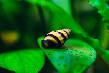 Predatory aquarium snail Helena on a leaf.