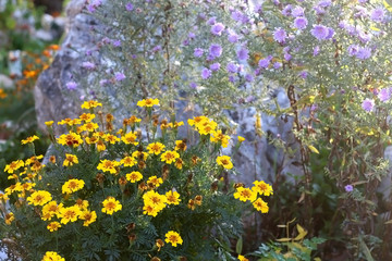 Yellow and purple flowers in a beautiful garden, illuminated by sunlight. Selective focus.