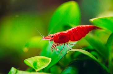 Big fire red or cherry dwarf shrimp with green background in fresh water aquarium tank.