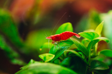 Big fire red or cherry dwarf shrimp with green background in fresh water aquarium tank.