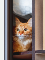 Cute ginger cat is hiding on shelf inside wardrobe. Fluffy pet is staring through half-open door. Curious domestic animal.