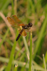 dragonfly on a leaf