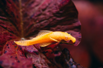 Yellow Ancistrus albino in a freshwater aquarium.