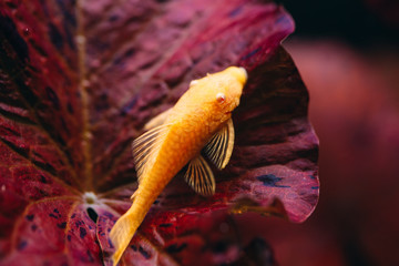 Yellow Ancistrus albino in a freshwater aquarium.