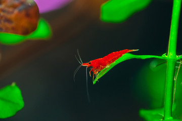 Big fire red or cherry dwarf shrimp with green background in fresh water aquarium tank.