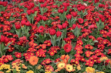 Rote und orangene Gerbera, Primeln und Tulpen mit grünen Blättern als Hintergrund.
