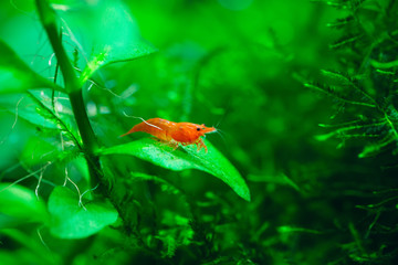 Big fire red or cherry dwarf shrimp with green background in fresh water aquarium tank.