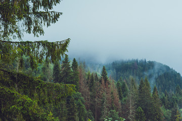 Mysterious foggy coniferous forest