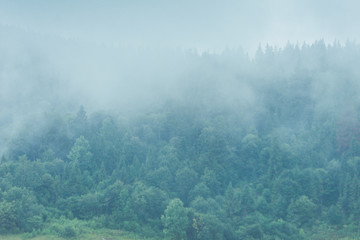 Mysterious foggy coniferous forest
