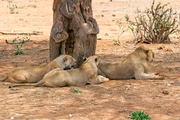 Lions resting in the Savannah