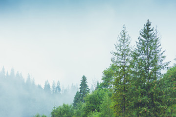 Fototapeta premium Coniferous trees in a rainy foggy forest