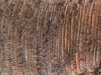 Fragment of palm trunk with beautiful brown bark. Close up photo.