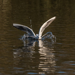 Birds flying floating lake reflection white grey black goose seagull duck nature wildlife park natural the Lough Cork Ireland