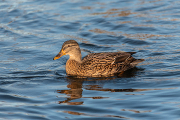 Birds flying floating lake reflection white grey black goose seagull duck nature wildlife park natural the Lough Cork Ireland