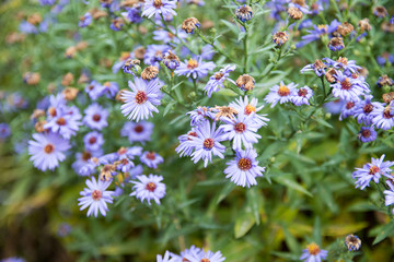 flowers in the garden