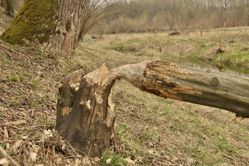 Beaver tree cut in forest in spring	