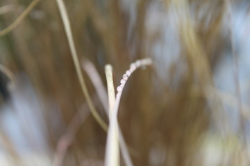 gouttes d'eau en macro