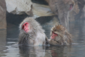 Monkey couple soaking in hot spring