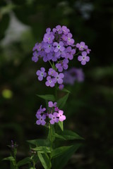 Obraz premium purple flowers in the garden