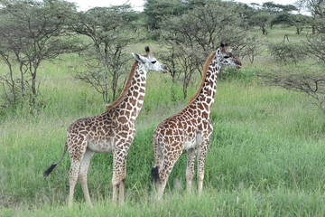 Giraffes walks along the African savannah in the Tanzanian Serengeti park.