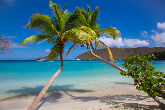 Palm trees on Maho Bay Beach on the Caribbean Island of St John in the US Virgin Islands