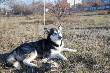 Husky dog in black and white, with different eye colors plays and nibbles a stick