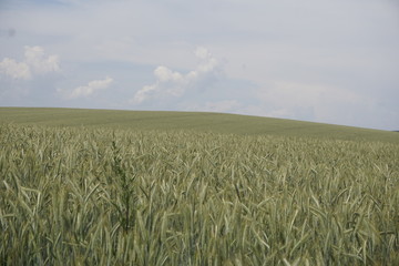 Grain field on a hill near the Vogelberg mountain in Saxon Switzerland