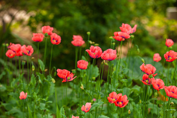 Obraz na płótnie Canvas Beautiful bright flowering poppies. Selective focus