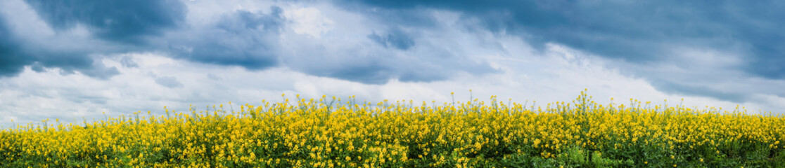 Field of rapeseed against sky with rainy clouds
