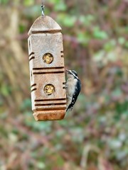 Downy woodpecker feeding on a suet from feeder