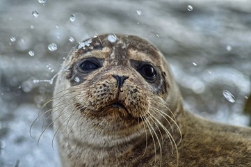 Scotland wildlife seal isle of arran
