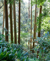 Japanese bamboo forest in morning light