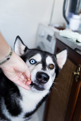 Husky dog ​​in black and white, with different eye colors, eats a bite