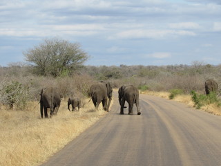 Fototapeta na wymiar Elephants on the road