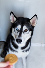Husky dog ​​in black and white, with different eye colors, eats a bite