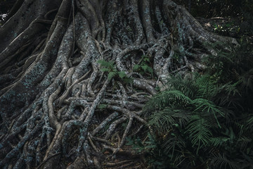 close up picture of tree roots 