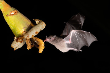 Lonchophylla robusta, Orange nectar bat The bat is hovering and drinking the nectar from the beautiful flower in the rain forest, night picture, Costa Rica