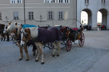 SALZBURG  KONIE © jaceka