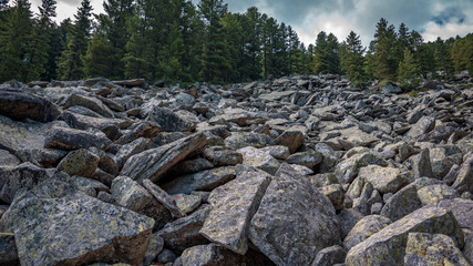Landscape view of green trees and rock on a hillside. Spring in national park Pelister, North Macedonia.
