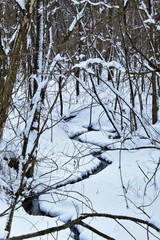 trees in winter