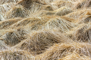 Mounds, covered with dry grass and snow in Iceland