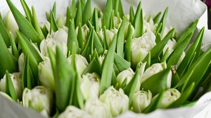 White green tulips close up, tulip bouqet macro